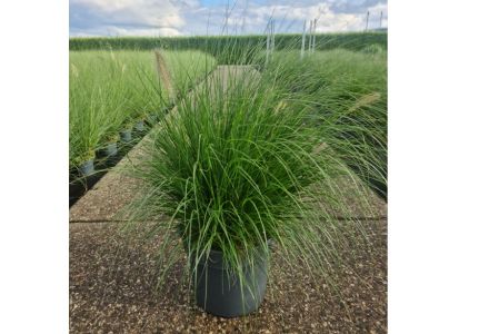 gras