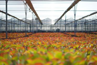 Featured grower