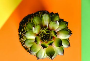 Plant of the month