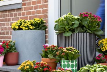 Plant of the month