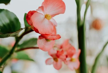 Plant van de maand