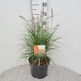 Pennisetum orientale 