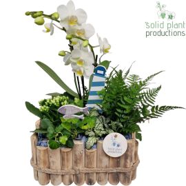 Arrangement Phalaenopsis HPH008 Verona Large Maritiem