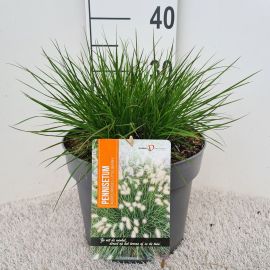Pennisetum alopecuroides Little Bun 