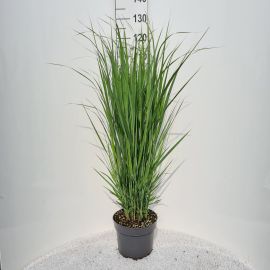 Panicum virgatum Panicum Vir. Northwind P26