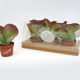 Kalanchoe nicht blühend thyrsiflora Flapjack