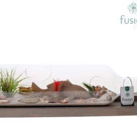 Arrangement Tillandsia Green Bottle bottle Large liggend Maritiem with Tillandsia Air Plants