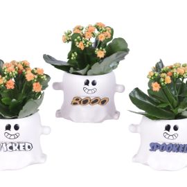 Arrangement Noël 6% Halloween Arr. Indoor Ceramic Pot Funny Ghost Ø15cm 1PP