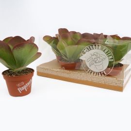 Kalanchoe nicht blühend thyrsiflora Flapjack