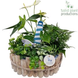 Arrangement Anthurium H% HAT007 Bologna Large Maritiem
