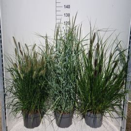 ornamental grasses 