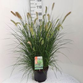 Pennisetum alopecuroides Hameln 