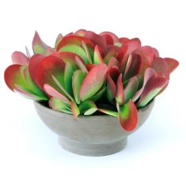 Kalanchoe pas fleuri thyrsiflora Flapjack en basalt terre
