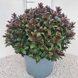 Hebe Vinoa Purple Hebe Addenda Vinoa Purple P26