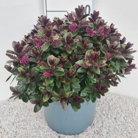 Hebe Vinoa Pink Hebe Addenda Vinoa Pink P26
