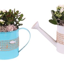 Arrangement kamerplant Maritime Arr. Indoor Zinc Watering Can Fising Net Ø29cm 2PP