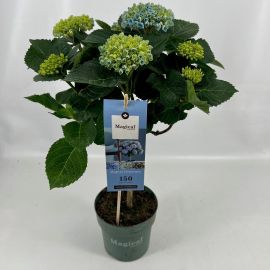 Hydrangea macr. Magical Revolution blau Stamm 4+ Kopf rijp 2/3
