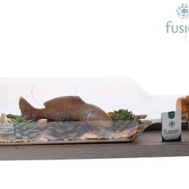 Arrangement Sukkulenten Green Bottle Flasche Medium liggend Maritiem mit Sukkulenten