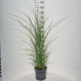 Miscanthus sinensis Gracillimus Miscanthus Sin. Gracillimus P26