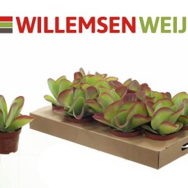 Kalanchoe pas fleuri thyrsiflora Flapjack