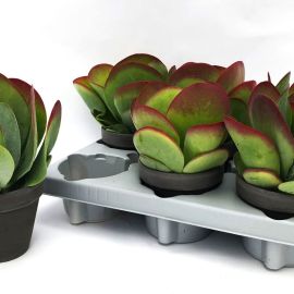 Kalanchoe pas fleuri thyrsiflora Flapjack en basalt terre