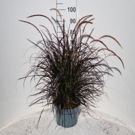 Pennisetum advena Rubrum 