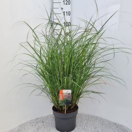 Miscanthus sinensis Red Chief Miscanthus Sin. Red Chief P26
