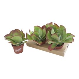 Kalanchoe pas fleuri thyrsiflora Flapjack