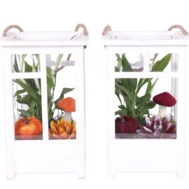 Arrangement kamerplant Halloween Arr. Indoor Wooden Lantern Pot White mix/3 Ø19cm 2PP