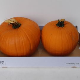 Cucurbita maxima Halloween Halloween Plant2
