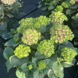 Hydrangea macr. gemischt Magical mix rijp 1