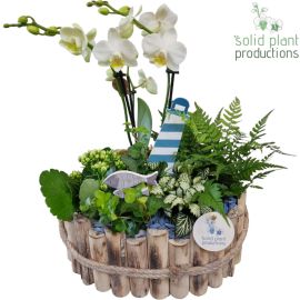 Arrangement Phalaenopsis HPH007 Bologna Large Maritiem