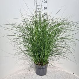Miscanthus sinensis Red Cloud Miscanthus Sin. Red Cloud P26