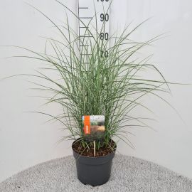 Miscanthus sinensis 