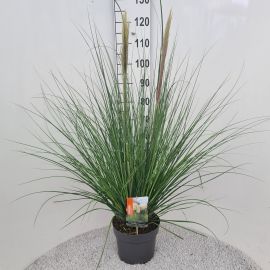 Cortaderia selloana Pumila Cortaderia Sel. Pumila P26