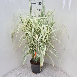 Arundo donax Versicolor 
