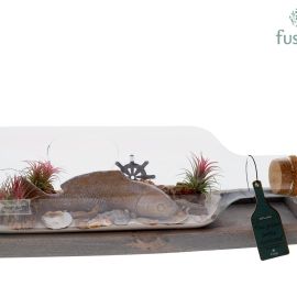 Arrangement plants in bowl Green Bottle bottle Medium liggend with Tillandsia Air Plants