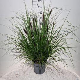 Pennisetum alopecuroides 