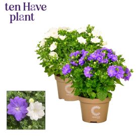 Campanula autre 