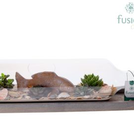 Arrangement Sukkulenten Green Bottle Flasche Large liggend Maritiem mit Sukkulenten