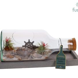 Arrangement Tillandsia Green Bottle bottle Small liggend Maritiem with Tillandsia Air Plants