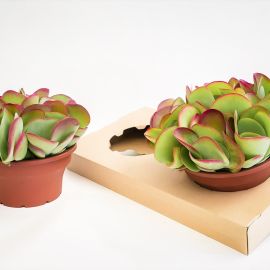 Kalanchoe pas fleuri thyrsiflora Flapjack