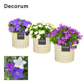 Campanula autre en céramique