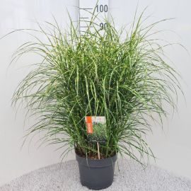 Miscanthus sinensis Strictus Miscanthus Sin. Strictus Dwarf P26