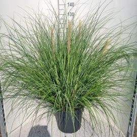 Cortaderia selloana Pumila Cortaderia Sel. Pumila P40