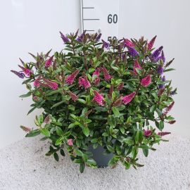 Hebe Addenda mixte en Pot Hebe Addenda Duo vert P26