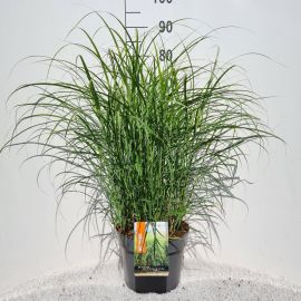 Miscanthus sinensis Strictus Miscanthus Sin. Strictus Dwarf P26