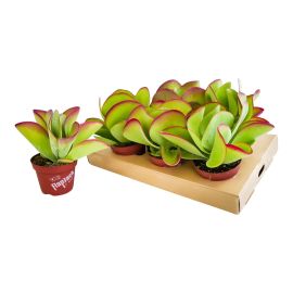 Kalanchoe pas fleuri thyrsiflora Flapjack