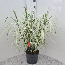 Arundo donax Versicolor 