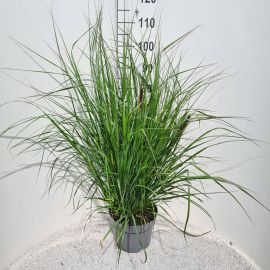 Pennisetum alopecuroides 